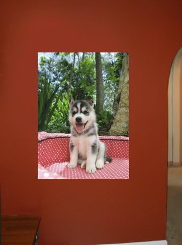 Husky Wall Decal