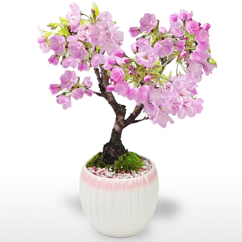 母の日【5月開花】盆栽妙 開花調整 5月に咲く桜 白桃モダン鉢 4号 フラワーギフト 鉢植え 鉢花 桜 さくらの画像