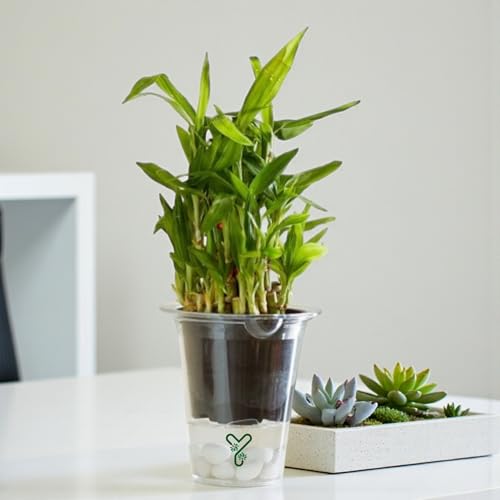 Image of Lucky Bamboo Live Indoor Plant in Premium Acrylic Vase | Low Maintenance Feng Shui & Vastu Good Luck Plant for Home and Office Decor (Transparent Pot)