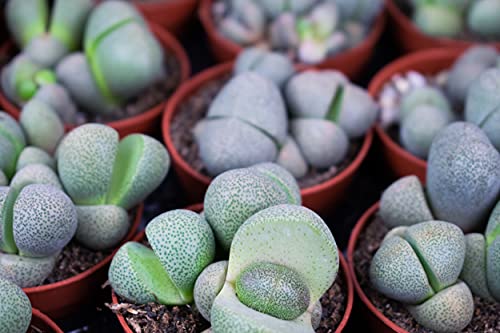 Split rok | Ø6cm | Pleiospilos Nelii - Afbeelding 5