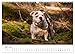 Beautiful Bulldogs (Wall Calendar 2026 DIN A3 Landscape), CALVENDO Monthly Calendar: Pictures of Readers