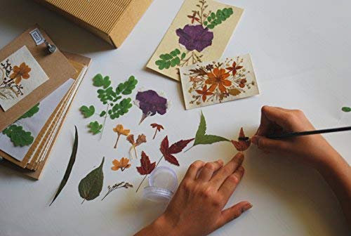 Image of DIY Art and Craft Gift Kit: Dried Press Flower Arrangement Hobby Craft Kit,, Multicolor