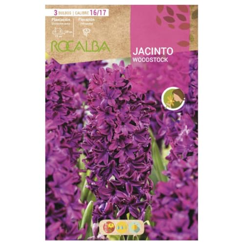 Jacinto Woodstock -Rojo Purpura