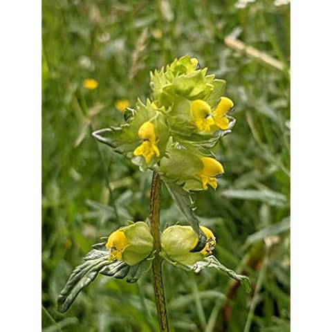 Rhinanthus Minor - Yellow Rattle Seeds - 2 Grams UK Grown Fresh Native Wildflower Cover