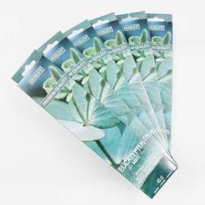 Hosley Eucalyptus Mint Fragrance Incense Stick Infused with Essential Oils for Long-Lasting Aromatherapy Bliss Holistic Relaxation in Every Box Pack of 240 Incense Stick Pack of 6