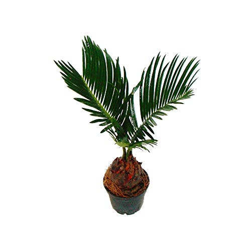 Cycas revoluta - Japanese Palm Fern with Tuber - Mini Plant in 6cm Pot