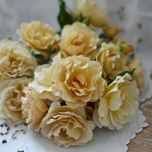 Amazon.co.jp: バラ苗 【ラブロッシュ】 (大苗) シュラブ 半つる性