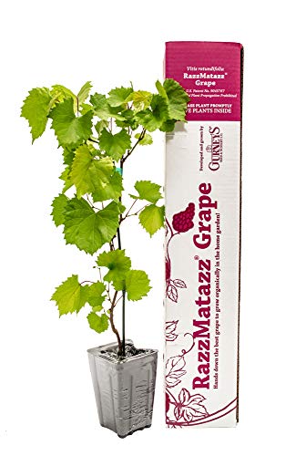 RAZZMATAZZ Grape - Muscadine Grape Plant - Ships in a 4" Pot - New Variety with Delicious Flavor and 5X as Many Clusters as Other Grapes. Due to State regulations Can't Ship to CA, ID, OR or WA.