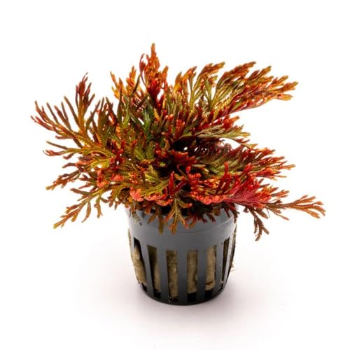 SubstrateSource Live Terrarium Plants - Spikey Moss for