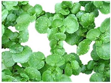 Amazon クレソン 種 大葉品種 1粒 ハーブ