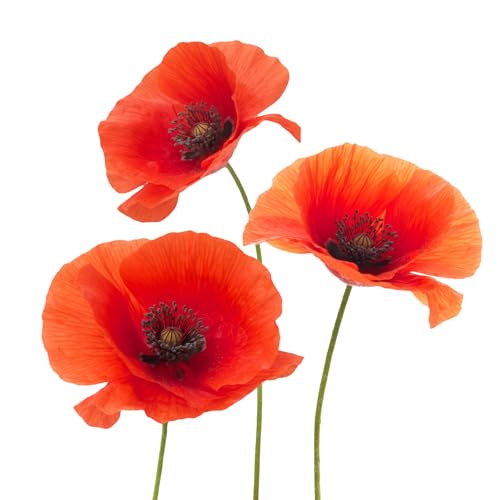 MFUOE Stickers muraux amovibles en forme de coquelicot rouge - Décoration murale pour salon, chambre à coucher, décoration d'intérieur pour canapé adulte