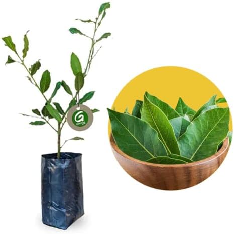 Muda de Louro Para Tempero Para Cultivar em Vasos