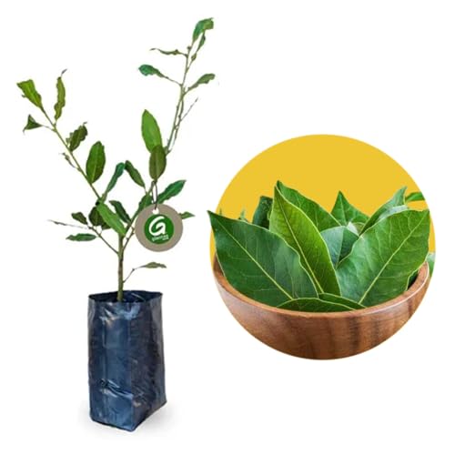 Muda de Louro Para Tempero Para Cultivar em Vasos