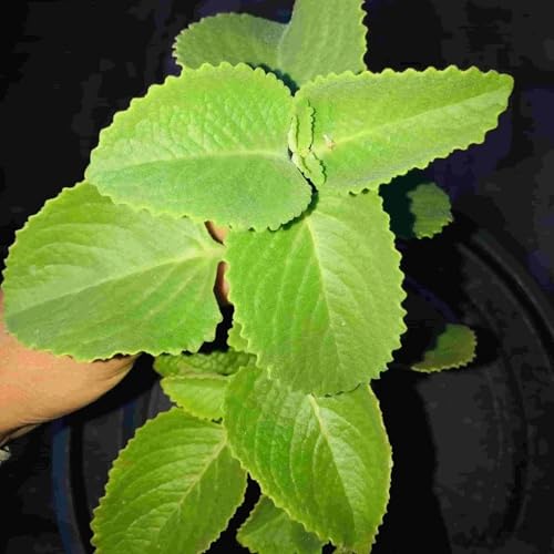 Image of Kalfo Real Ajwain Live Plant | Medicinal Ayurvedic Herb Trachyspermum Ajwain Mexican Mint for Home & Kitchen Garden | Carom Seeds Plant (Omam Plant) with Gro Pot | Easy to Grow Indoor Outdoor