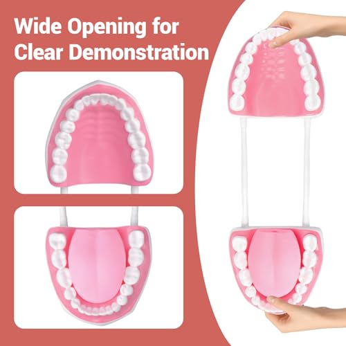 Ultrassist Zahnmodell für die Sprachtherapie, Zähne Modell Lehrmodell für Kinder, Zähne Dental Zubehör für Kinder Zähneputzen lernen