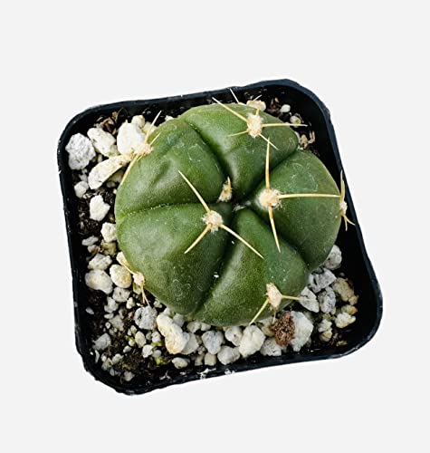 USKC Live Cactus and Succulent Plants (2" Pot Gymnocalycium Horstii)
