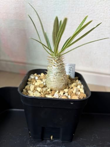 観葉植物 グラキリス パキポディウム 実生」の人気商品一覧・価格比較