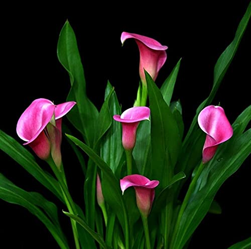 Pianta decorativa magica,Lampadine di giglio di calla,Fiori che sbocciano,Piacevole alla,Pianta adesso-10 Bulbi