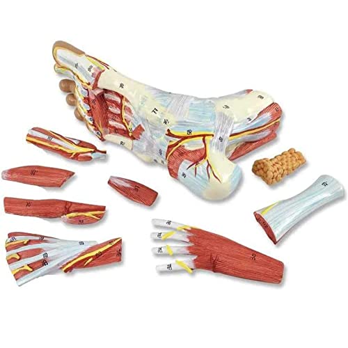 JUCHENG Human Foot and Ankle Model, Anatomical, Life Size W/Muscle Origin & Insertions Painted, Medical Anatomy Foot Skeleton Model, with Ligaments, Muscles, Nerves, Arteries, 9-Part