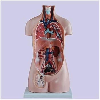 可動式人体模型 約90センチ教育用 Amazon.co.jp: 教育模型玩具85 Cm体幹模型無性20点人体解剖体幹