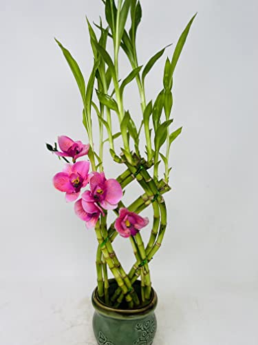 Jm Bamboo Jmbamboo- Live 8 Braided Style Lucky Bamboo Plant Arrangement With Green Vase thumb #1