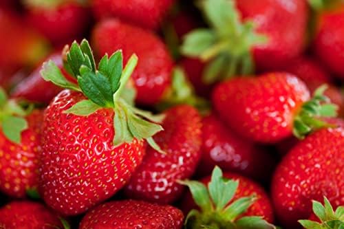 Albion Everbearing Strawberry Plants - Fruit Very Firm, Sweet, High Yields (10 Plants) Can Not Ship to California.