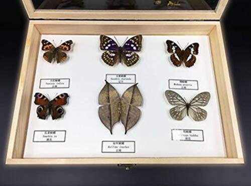 Insect specimens Butterfly specimens Biological Science Instrument