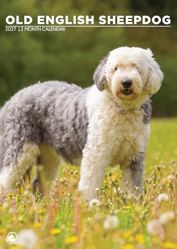 Calendario 2027 Old English Sheepdog A3 con espiral para organizar notas de pared