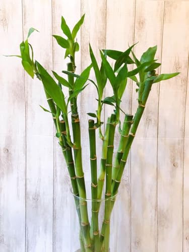 ミリオンバンブー3本セット 観葉植物 UP 風水 水栽培