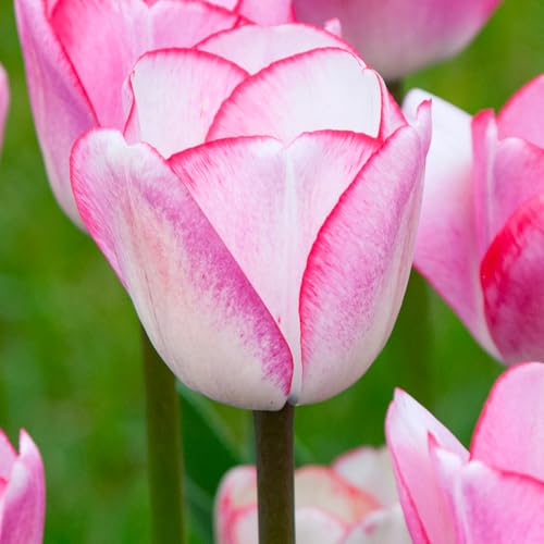 10 bulbes de Tulipes 'Hugs and Kisses' | Circonférence 11/12 cm | Bulbes provenant des meilleurs producteurs néerlandais | Sélection exclusive et contrôle qualité | Floraison garantie.