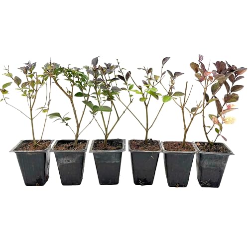 6 Golden Vicary Privet Shrubs – Fast-Growing Golden Hedge for Privacy Screens, Borders & Landscaping (Ligustrum vicaryi) in 3.5″ Cubes, Live Plants