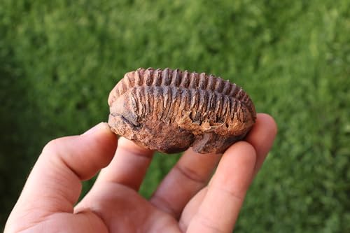 Image of Calymene Trilobite Flexicalymene Trilobite Ordovician Fossil Trilobites A218