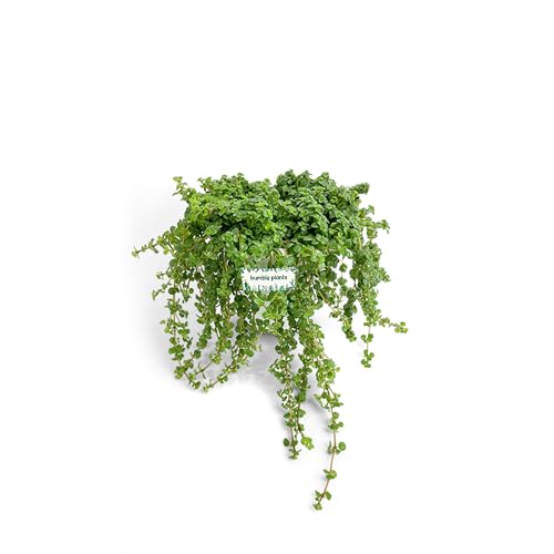 Bumble Plants Pilea Depressa 'Baby Tears' | Creeping Live Plants Indoor with Small Leaves...