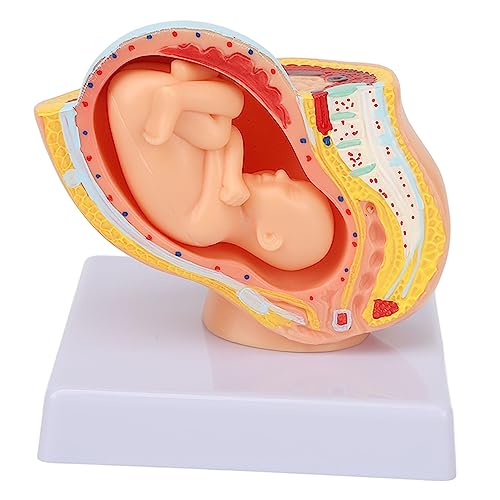 Image of Teaching Model,Pregnant Woman Anatomical Pelvis Model Removable Pregnancy 9 Months Baby Fetus Model Pregnant Pelvis Section Model for Teaching Aid for Science Classroom Study Display Teaching Model