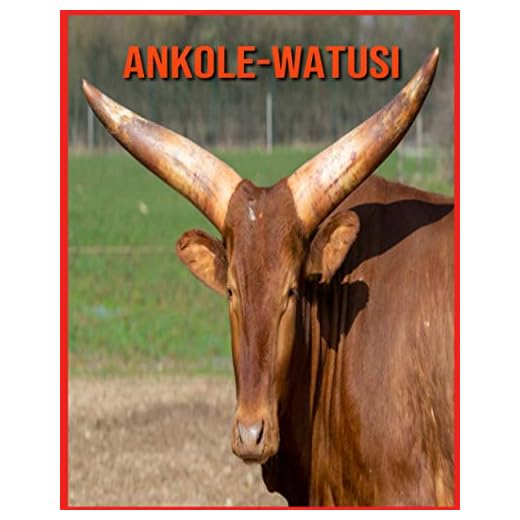 Ankole-Watusi: Immagini incredibili e fatti divertenti sui Ankole-Watusi