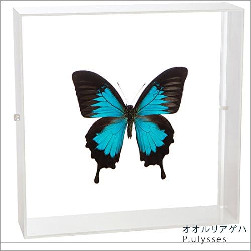 蝶の標本】 アカエリ トリバネ アゲハ 雄雌1対 最高 蝶の標本】 アカエリ トリバネ アゲハ 雄雌1対 最高