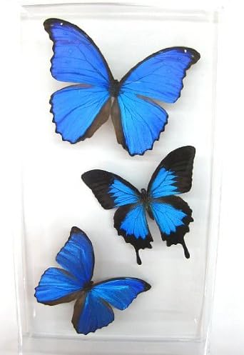 Preserved Butterflies – Three Blue - (8" x 14" x 1.5")