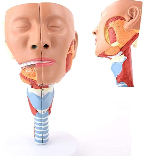 Anatomy Model, Human Anatomical Nasal Cavity Throat Anatomy Medical Model, Mouth Pharynx Larynx Throat Cavity Model - Compatible with Medical Educational Training Aid, 2 Parts Anatomical Model Head Co