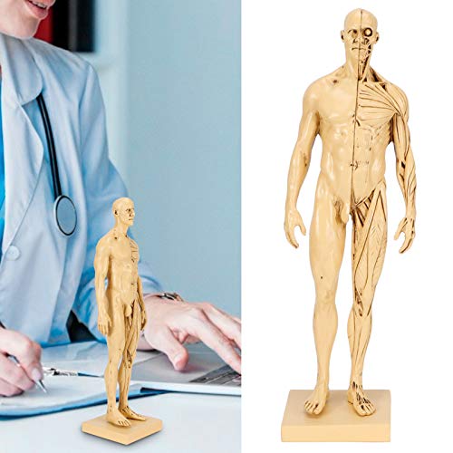 Statuette d'anatomie pour formation éducative médicale en résine