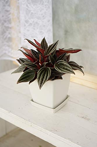 人気の観葉植物 オシャレで育てやすい鉢植えプレゼント50選 ページ 3 4 Dear ディアー