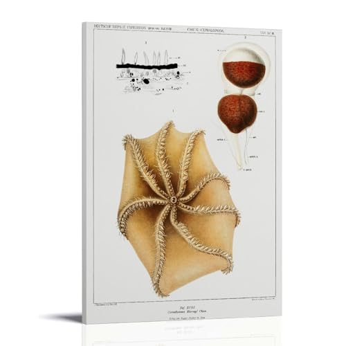 Cirrate Octopus Illustration by Carl Chun Print Poster�C���e���A�f�U�C���A�A�[�g�v�����g�̑����A�����̐V�����Ƃ̑��蕨�̂��߂̔������|�X�^�[16x24inch(40x60cm) Frame-style