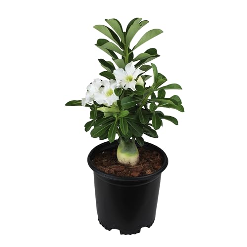 White Desert Rose Plant Live Succulent, 1 Gal Grower Pot,