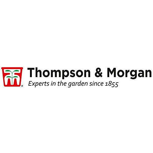 Gooseberry Hardy Garden Plants, Fruit Bush Ideal for Kitchen Gardens & Allotments, High Yielding with Tasty Edible Fruit (1 x Gooseberry Invicta Bare Root Plants)