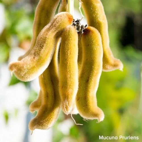 Image of Namo Black kauch beej 250gm (sabut) - Raw Whole Velvet Beans, Kaunch