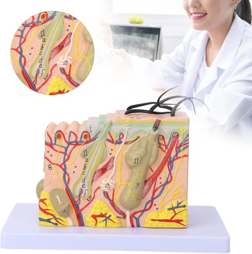 Modèle de peau humaine 3D didactique AMITD pour démonstration pédagogique - 8