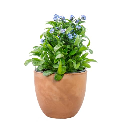 300 piezas semillas de nomeolvides Plantas resistentes para el jardín. semillas de flores silvestres, jardín decorativo plantas para lugares soleados balcón de flores, balcón de invernadero