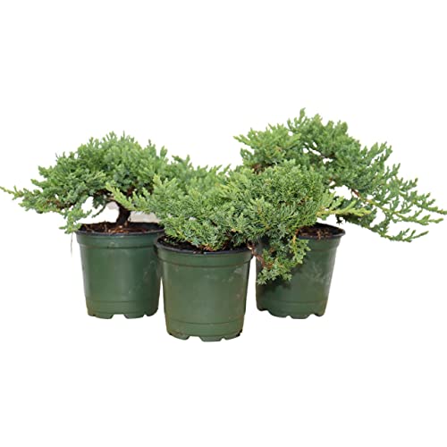 Windswept Juniper Bonsai Trees - Easy to Care for, Responds Well to Wiring and Reshaping, Strictly...