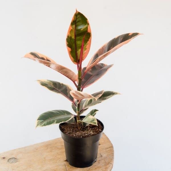 Go4plants variegated Rubber Plant, Ficus elastica (Robusta) live Plant with Pot (B0B2DYVQPK) Amazon Price History, Amazon Price Tracker