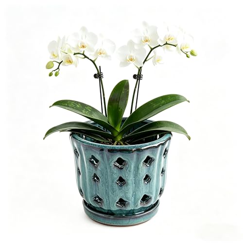 Pot de fleurs avec drainage efficace pour plante d'intérieur compacte - 2