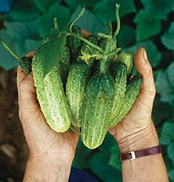 Vista Graines de jardin Cornichons au vinaigre Northern D330a (Vert) 50 graines biologiques